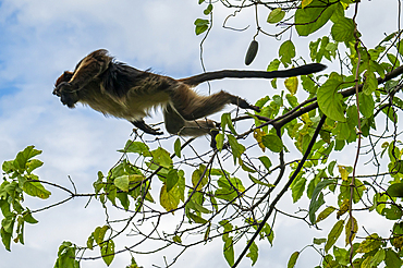 Vervet monkey (Chlorocebus), Gombe Stream National Park, Lake Tanganyika, Tanzania, East Africa, Africa