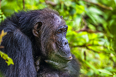 Chimpanzee (Pan troglodytes), Gombe Stream National Park, Lake Tanganyika, Tanzania, East Africa, Africa