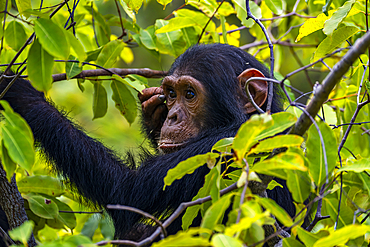 Chimpanzee (Pan troglodytes), Gombe Stream National Park, Lake Tanganyika, Tanzania, East Africa, Africa