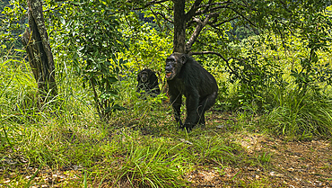 Chimpanzee (Pan troglodytes), Gombe Stream National Park, Lake Tanganyika, Tanzania, East Africa, Africa