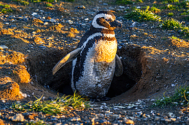 Magellanic penguin (Spheniscus magellanicus), Magdalena Island, Magallanes Region, Punta Arenas, Chile, South America