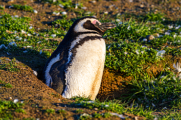 Magdalena Island, Magallanes Region, Punta Arenas, Chile, South America