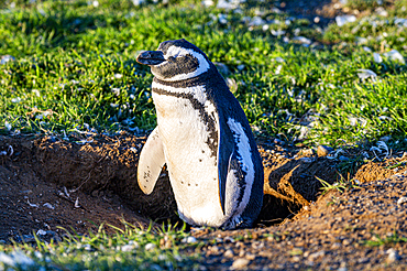 Magdalena Island, Magallanes Region, Punta Arenas, Chile, South America