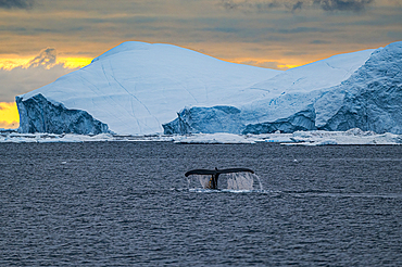 Humpback whales, floating icebergs, Ilulissat Icefjord, UNESCO World Heritage Site, Western Greenland, Denmark, Polar Regions