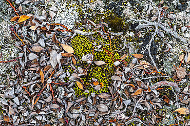 Arctic plants, Axel Heiberg island, Nunavut, Canadian Arctic, Canada, North America