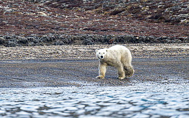 Polar bear (Ursus Maritimus) on Axel Heiberg island, Nunavut, Canadian Arctic, Canada, North America