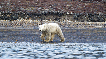 Polar bear (Ursus Maritimus) on Axel Heiberg island, Nunavut, Canadian Arctic, Canada, North America