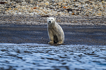 Polar bear (Ursus Maritimus) on Axel Heiberg island, Nunavut, Canadian Arctic, Canada, North America