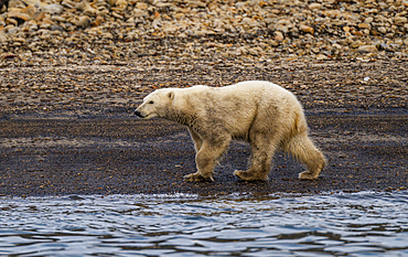 Polar bear (Ursus Maritimus) on Axel Heiberg island, Nunavut, Canadian Arctic, Canada, North America