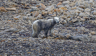 Polar bear (Ursus Maritimus) on Axel Heiberg island, Nunavut, Canadian Arctic, Canada, North America