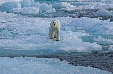 Polar bear (Ursus Maritimus) on Axel Heiberg island, Nunavut, Canadian Arctic, Canada, North America