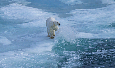 Polar bear (Ursus Maritimus) on Axel Heiberg island, Nunavut, Canadian Arctic, Canada, North America