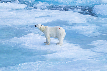 Polar bear (Ursus Maritimus) on Axel Heiberg island, Nunavut, Canadian Arctic, Canada, North America