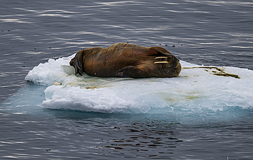 Walrus (Odobenus rosmarus), Axel Heiberg island, Nunavut, Canadian Arctic, Canada, North America