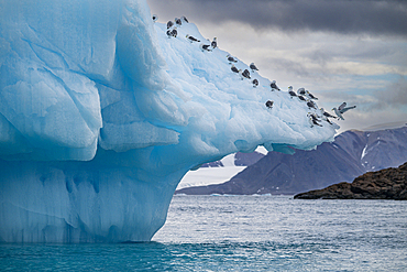 Arctic birds on an Iceberg on Belcher island, Devon island, Nunavut, Canadian Arcitic, Canada