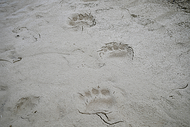 Polar bear tracks, Baffin island, Nunavut, Canadian Arctic, Canada, North America