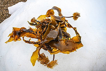 Algae on an ice block, Baffin island, Nunavut, Canadian Arctic, Canada, North America