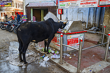 Cow eating from a trash bin, Pushkar, Rajasthan, India