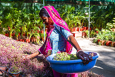 Colourful dressed woman worker, Gulab Bagh (Sajjan Niwas Garden), Udaipur, Rajasthan, India