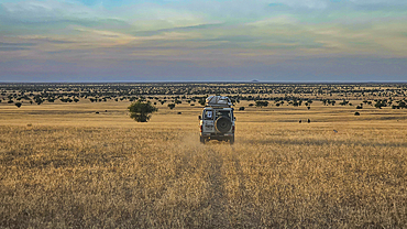 Jeep driving through the bushland, Ouara former capital of the Ouaddai Empire, Chad, Africa