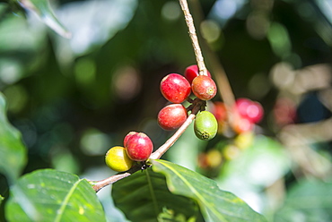 Coffee plants, Coffea arabica, Aileu, East Timor, Southeast Asia, Asia