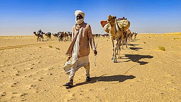 Camel carwan in the Tibesti Mountains, Chad, Africa