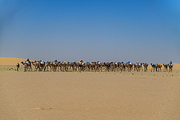 Camel carwan in the Tibesti Mountains, Chad, Africa