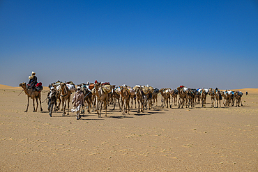 Camel carwan in the Tibesti Mountains, Chad, Africa