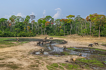 African forest elephant (Loxodonta cyclotis), Dzanga Bai, Unesco site Dzanga Sangha National Park, Central African Republic