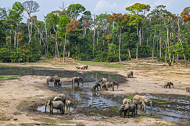 African forest elephant (Loxodonta cyclotis), Dzanga Bai, Unesco site Dzanga Sangha National Park, Central African Republic