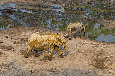 African forest elephant (Loxodonta cyclotis), Dzanga Bai, Unesco site Dzanga Sangha National Park, Central African Republic