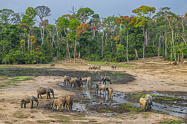 African forest elephant (Loxodonta cyclotis), Dzanga Bai, Unesco site Dzanga Sangha National Park, Central African Republic