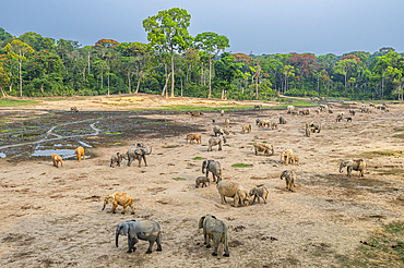 African forest elephant (Loxodonta cyclotis), Dzanga Bai, Unesco site Dzanga Sangha National Park, Central African Republic