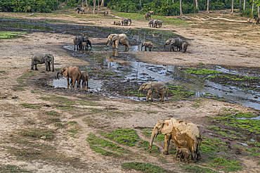 African forest elephant (Loxodonta cyclotis), Dzanga Bai, Unesco site Dzanga Sangha National Park, Central African Republic