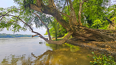 Reflections in the Sangha River, Unesco site Dzanga Sangha National Park, Central African Republic