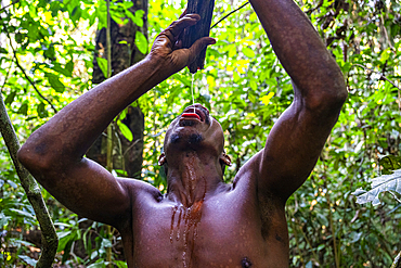 Pygmy man extracting water from a tree branch, Unesco site Dzanga Sangha National Park, Central African Republic