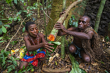 Pygmy woman extracting water from a tree branch, Unesco site Dzanga Sangha National Park, Central African Republic