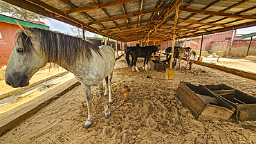 Emir´s horse, Fadar Daurama Emir palace, Daura Emirate, Katsina state, Nigeria