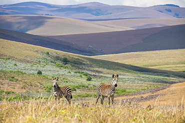 Plains zebras (Equus quagga), Nyika National Park, Malawi, Africa