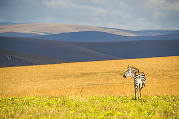 Plains zebra (Equus quagga), Nyika National Park, Malawi, Africa