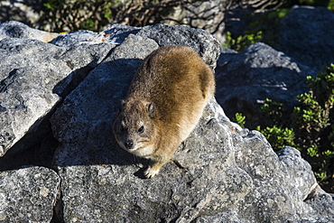 Rock hyrax (Procavia capensis) (dassie), Table Mountain, Cape Town, South Africa, Africa