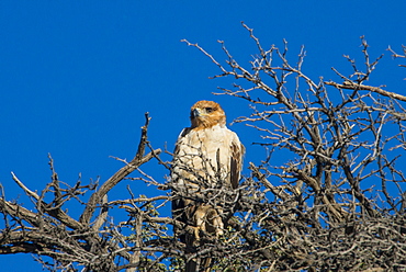 Martial eagle (Polemaetus bellicosus), Kalahari Transfrontier Park, South Africa, Africa