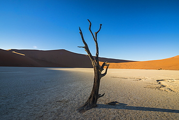 Deadvlei, an old dry lake in the Namib desert, Namibia, Africa