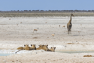 Lions (Panthera leo) at a waterhole in the Etosha National Park, Namibia, Africa