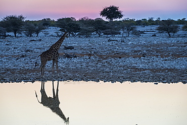 Giraffe reflected in the water of a waterhole, Okaukuejo Rest Camp, Etosha National Park, Namibia, Africa