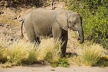 Desert elephant (African bush elephant) (Loxodonta africana), Khurab Reserve, northern Namibia, Africa