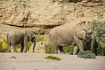 Desert elephant (African bush elephants) (Loxodonta africana), Khurab Reserve, northern Namibia, Africa