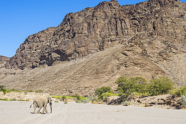 Desert elephant (African bush elephant) (Loxodonta africana), Khurab Reserve, northern Namibia, Africa