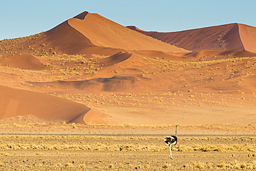 Ostrich wandering in front of a giant sand dune, Sossusvlei, Namib-Naukluft National Park, Namibia, Africa