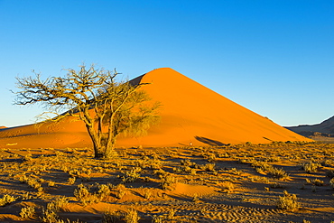 Giant Sand Dune 45, Sossusvlei, Namib-Naukluft National Park, Namibia, Africa